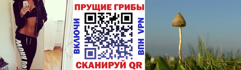 Галлюциногенные грибы Psilocybe Сосновка